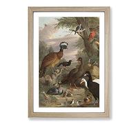 Big Box Art Collection of Birds Vol.1 by Melchior D'Hondecoeter Framed Wall Art Picture Print Ready to Hang, Oak A2 (62 x 45 cm)