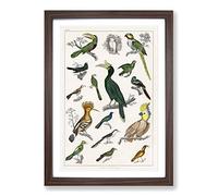 Big Box Art Collection of Birds XXIII by Oliver Goldsmith Framed Wall Art Picture Print Ready to Hang, Walnut A2 (62 x 45 cm)