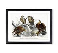 Big Box Art Collection of Eagle Birds by Oliver Goldsmith Framed Wall Art Picture Print Ready to Hang, Black A2 (62 x 45 cm)