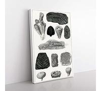 Big Box Art Collection of Fossils by Oliver Goldsmith Canvas Wall Art Print Ready to Hang Picture, 76 x 50 cm (30 x 20 Inch), White, Green, Grey, Black