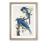 Big Box Art Columbia Jay by John James Audubon Framed Wall Art Picture Print Ready to Hang, Oak A2 (62 x 45 cm)