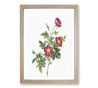 Big Box Art Common Alpine Rose in Pink by Pierre-Joseph Redoute Framed Wall Art Picture Print Ready to Hang, Oak A2 (62 x 45 cm)