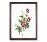 Big Box Art Common Alpine Rose in Pink by Pierre-Joseph Redoute Framed Wall Art Picture Print Ready to Hang, Walnut A2 (62 x 45 cm)
