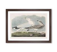 Big Box Art Common American Gulls by John James Audubon Framed Wall Art Picture Print Ready to Hang, Walnut A2 (62 x 45 cm)