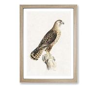 Big Box Art Common Buzzard by Von Wright Framed Wall Art Picture Print Ready to Hang, Oak A2 (62 x 45 cm)