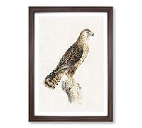Big Box Art Common Buzzard by Von Wright Framed Wall Art Picture Print Ready to Hang, Walnut A2 (62 x 45 cm)
