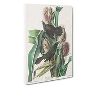 Big Box Art Common Crow Blackbird by John James Audubon Canvas Wall Art Framed Picture Print, 30 x 20 Inch (76 x 50 cm), White, Grey, Beige, Green, Brown