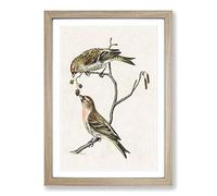 Big Box Art Common Linnet Birds by Von Wright Framed Wall Art Picture Print Ready to Hang, Oak A2 (62 x 45 cm)