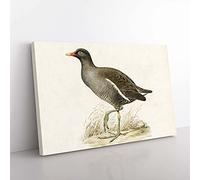Big Box Art Common Moorhen by Von Wright Canvas Wall Art Print Ready to Hang Picture, 76 x 50 cm (30 x 20 Inch), White, Gold, Grey, Green, Brown