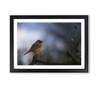 Big Box Art Common Redstart Bird Framed Wall Art Picture Print Ready to Hang, Oak A2 (62 x 45 cm)