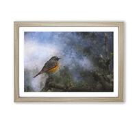 Big Box Art Common Redstart Bird Painting Framed Wall Art Picture Print Ready to Hang, Oak A2 (62 x 45 cm)