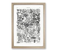 Big Box Art Coral Polyp Study by Oliver Goldsmith Framed Wall Art Picture Print Ready to Hang, Oak A2 (62 x 45 cm)