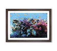 Big Box Art Coral Reef Fish Framed Wall Art Picture Print Ready to Hang, Walnut A2 (62 x 45 cm)
