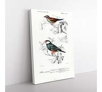 Big Box Art Cordonbleu & Java Sparrow Birds PL. 5a by Charles d' Orbigny Canvas Wall Art Print Ready to Hang Picture, 76 x 50 cm (30 x 20 Inch), White, Grey, Green, Brown