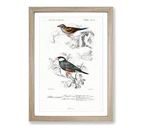 Big Box Art Cordonbleu & Java Sparrow Birds PL. 5a by Charles d' Orbigny Framed Wall Art Picture Print Ready to Hang, Oak A2 (62 x 45 cm)