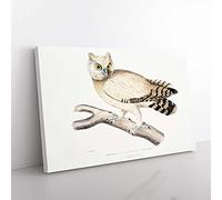 Big Box Art Coromandel Owl by John Edward Gray Canvas Wall Art Print Ready to Hang Picture, 76 x 50 cm (30 x 20 Inch), White, Grey, Green, Black