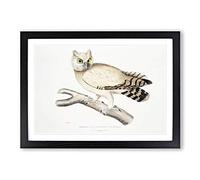 Big Box Art Coromandel Owl by John Edward Gray Framed Wall Art Picture Print Ready to Hang, Black A2 (62 x 45 cm)