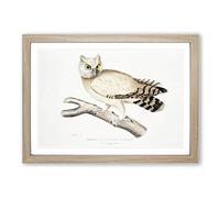 Big Box Art Coromandel Owl by John Edward Gray Framed Wall Art Picture Print Ready to Hang, Oak A2 (62 x 45 cm)