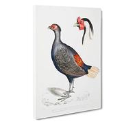 Big Box Art Crested Pheasant Illustration by John Edward Gray Canvas Wall Art Framed Picture Print, 30 x 20 Inch (76 x 50 cm), White, Grey, Black, Red