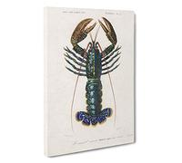 Big Box Art Crimson Crawfish by Charles d' Orbigny Canvas Wall Art Framed Picture Print, 30 x 20 Inch (76 x 50 cm), White, Black, Green, Brown, Blue