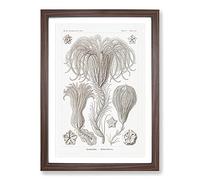 Big Box Art Crinoids by Ernst Haeckel Framed Wall Art Picture Print Ready to Hang, Walnut A2 (62 x 45 cm)