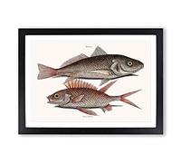 Big Box Art Croaker Fish & Squirrelfish by Mark Catesby Framed Wall Art Picture Print Ready to Hang, Black A2 (62 x 45 cm)