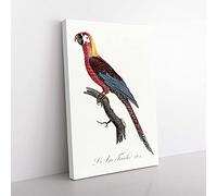 Big Box Art Cuban Macaw Parrot by F. Levaillant Canvas Wall Art Print Ready to Hang Picture, 76 x 50 cm (30 x 20 Inch), White, Grey, Brown, Purple