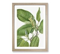 Big Box Art Cucumbertree by Mary Vaux Walcott Framed Wall Art Picture Print Ready to Hang, Oak A2 (62 x 45 cm)