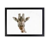 Big Box Art Curious Giraffe Painting Framed Wall Art Picture Print Ready to Hang, Black A2 (62 x 45 cm)