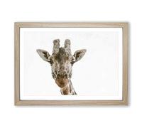 Big Box Art Curious Giraffe Painting Framed Wall Art Picture Print Ready to Hang, Oak A2 (62 x 45 cm)