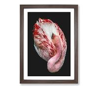 Big Box Art Curled Flamingo Painting Framed Wall Art Picture Print Ready to Hang, Walnut A2 (62 x 45 cm)