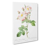 Big Box Art Damask Rose in White & Pink by Pierre-Joseph Redoute Canvas Wall Art Framed Picture Print, 30 x 20 Inch (76 x 50 cm), White, Green, Pink