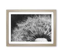 Big Box Art Dandelion Seed Sketch Painting Framed Wall Art Picture Print Ready to Hang, Oak A2 (62 x 45 cm)