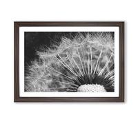 Big Box Art Dandelion Seed Sketch Painting Framed Wall Art Picture Print Ready to Hang, Walnut A2 (62 x 45 cm)