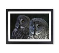 Big Box Art Dark Grey Owls Birds Framed Wall Art Picture Print Ready to Hang, Oak A2 (62 x 45 cm)
