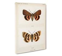 Big Box Art Darling Underwing Moth by S.F. Denton Canvas Wall Art Framed Picture Print, 30 x 20 Inch (76 x 50 cm), White, Cream, Blue