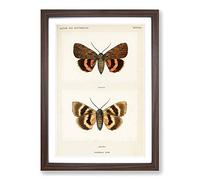 Big Box Art Darling Underwing Moth by S.F. Denton Framed Wall Art Picture Print Ready to Hang, Walnut A2 (62 x 45 cm)