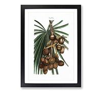 Big Box Art Date Palm by Pierre-Joseph Redoute Framed Wall Art Picture Print Ready to Hang, Black A2 (62 x 45 cm)