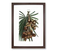 Big Box Art Date Palm by Pierre-Joseph Redoute Framed Wall Art Picture Print Ready to Hang, Walnut A2 (62 x 45 cm)