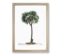 Big Box Art Date Palm Tree by Pierre-Joseph Redoute Framed Wall Art Picture Print Ready to Hang, Oak A2 (62 x 45 cm)