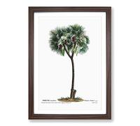 Big Box Art Date Palm Tree by Pierre-Joseph Redoute Framed Wall Art Picture Print Ready to Hang, Walnut A2 (62 x 45 cm)
