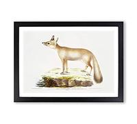 Big Box Art Doab Fox Illustration by John Edward Gray Framed Wall Art Picture Print Ready to Hang, Black A2 (62 x 45 cm)