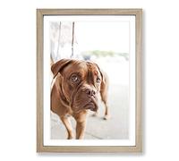 Big Box Art Dogue de Bordeaux Dog Framed Wall Art Picture Print Ready to Hang, Oak A2 (62 x 45 cm)