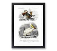 Big Box Art Duck & Pelican by Charles d' Orbigny Framed Wall Art Picture Print Ready to Hang, Black A2 (62 x 45 cm)