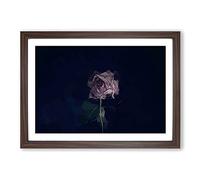Big Box Art Dying Purple Rose in Abstract Framed Wall Art Picture Print Ready to Hang, Walnut A2 (62 x 45 cm)