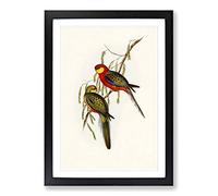 Big Box Art Earl of Derby's Parakeets by Elizabeth Gould Framed Wall Art Picture Print Ready to Hang, Black A2 (62 x 45 cm)