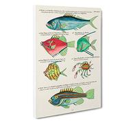 Big Box Art East Indies Fish & Crab Illustrations XXVI by Louis Renard Canvas Wall Art Framed Picture Print, 30 x 20 Inch (76 x 50 cm), White, Beige, Green, Red