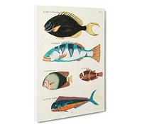 Big Box Art East Indies Fish Illustrations FOL. 22 by Louis Renard Canvas Wall Art Framed Picture Print, 30 x 20 Inch (76 x 50 cm), White, Black, Cream, Turquoise