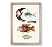 Big Box Art East Indies Fish Illustrations FOL. 24 by Louis Renard Framed Wall Art Picture Print Ready to Hang, Oak A2 (62 x 45 cm)