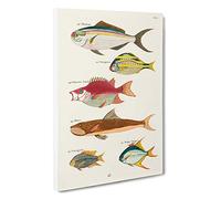 Big Box Art East Indies Fish Illustrations FOL. 27 by Louis Renard Canvas Wall Art Framed Picture Print, 30 x 20 Inch (76 x 50 cm), White, Gold, Brown, Green, Yellow